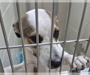 Mutt Dogs for adoption in Decatur, IL, USA