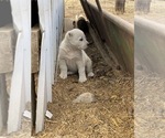 Small Photo #6 Central Asian Shepherd Dog Puppy For Sale in GRANDVIEW, WA, USA