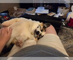 Small #3 Mutt