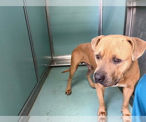 Mutt Dogs for adoption in Moreno Valley, CA, USA