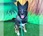 Small Photo #2 German Shepherd Dog Puppy For Sale in Long Beach, CA, USA