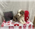 Small Photo #2 Australian Shepherd Puppy For Sale in DOBSON, NC, USA