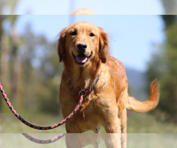 Medium Photo #1 Golden Retriever Puppy For Sale in NEOLA, WV, USA