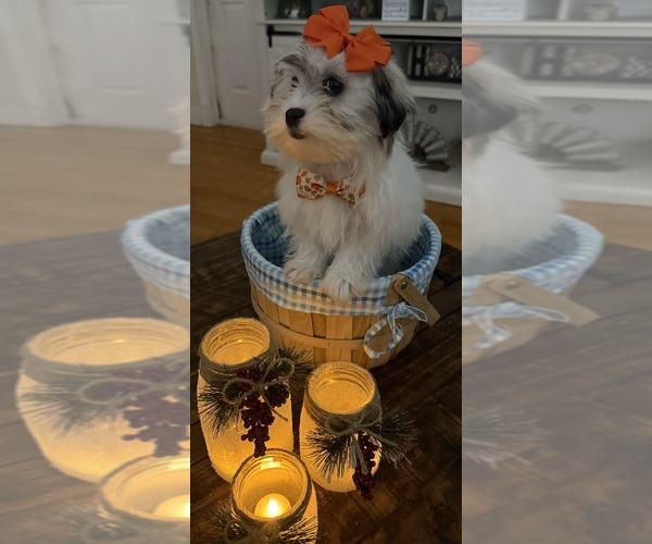 Medium Photo #22 Shih-Poo Puppy For Sale in DINWIDDIE, VA, USA