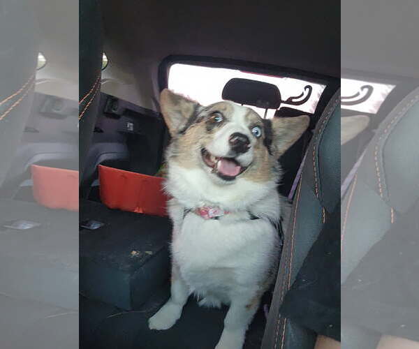 Medium Photo #2 Cardigan Welsh Corgi-Pembroke Welsh Corgi Mix Puppy For Sale in Denver , CO, USA