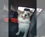 Small #1 Cardigan Welsh Corgi-Pembroke Welsh Corgi Mix