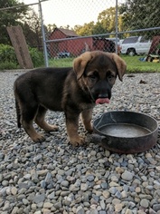 German Shepherd Dog Puppy for sale in HAMMONTON, NJ, USA
