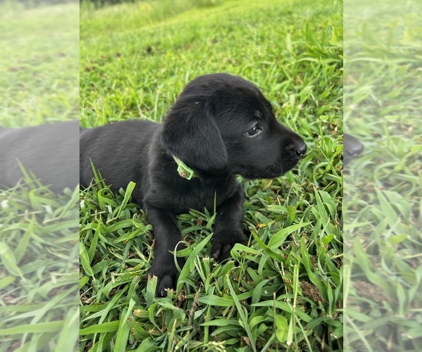 Medium Photo #1 Labrador Retriever Puppy For Sale in AMHERST, VA, USA