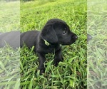 Image preview for Ad Listing. Nickname: Tess