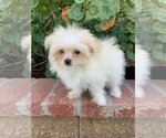 Small Photo #8 Pom-A-Poo Puppy For Sale in TEMECULA, CA, USA