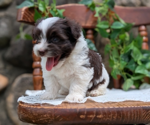 Medium Photo #17 Havanese Puppy For Sale in GOSHEN, IN, USA
