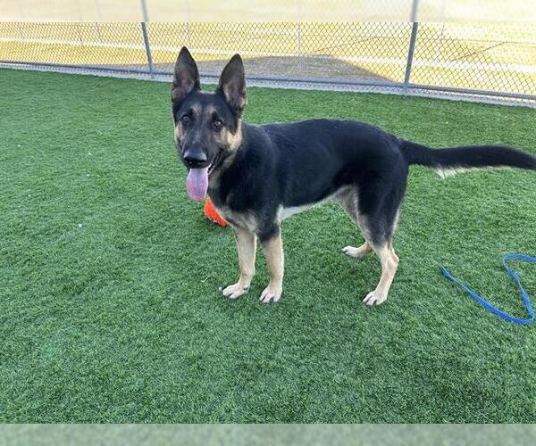 Medium Photo #2 German Shepherd Dog-Unknown Mix Puppy For Sale in Grand Prairie, TX, USA