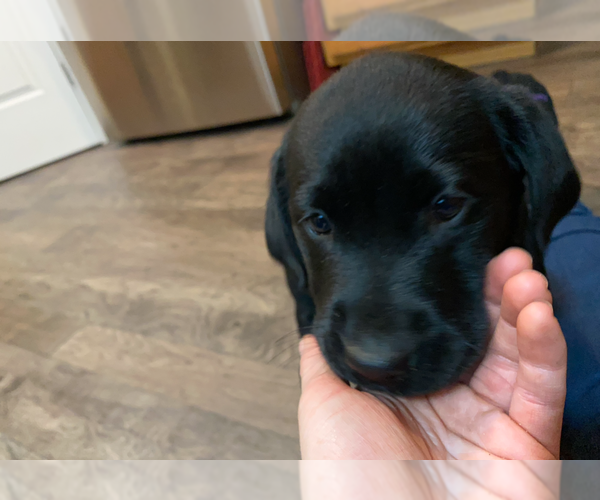 Full screen Photo #10 Labrador Retriever Puppy For Sale in NORTON SHORES, MI, USA
