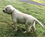 Small Photo #3 Labrador Retriever Puppy For Sale in NORWALK, CT, USA