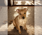 Small #19 Carolina Dog