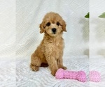 Small #3 Goldendoodle (Miniature)