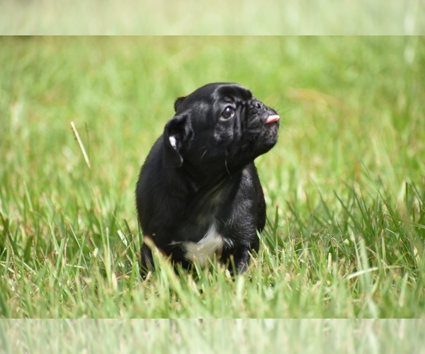 Medium Photo #6 Pug Puppy For Sale in PALM COAST, FL, USA
