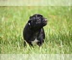 Scooby - Male Pug Puppy for Sale - Photo #6