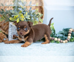 Small #3 Chihuahua