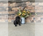 Small Photo #1 Cane Corso Puppy For Sale in MASON, IL, USA