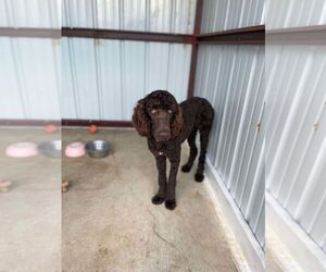 Poodle (Standard)-Unknown Mix Dogs for adoption in Grafton, WI, USA