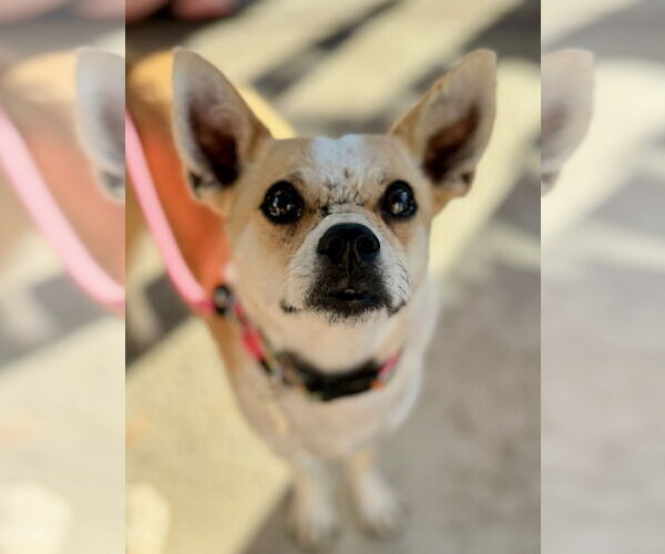 Medium Photo #2 Chihuahua-Unknown Mix Puppy For Sale in Newport Beach, CA, USA
