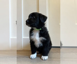 Puppy Lime Green Australian Shepherd