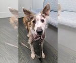 Small Mutt