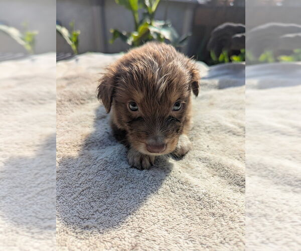 Medium Photo #3 Miniature Australian Shepherd Puppy For Sale in ADAIRSVILLE, GA, USA