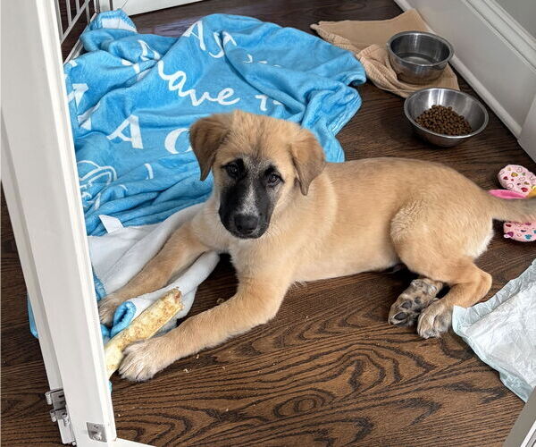 Medium Photo #2 Great Pyrenees-Unknown Mix Puppy For Sale in Wheaton, IL, USA