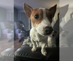 Small Photo #1 Jack Russell Terrier Puppy For Sale in HARRISVILLE, RI, USA