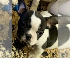 French Bulldog Puppy for sale in HOUSTON, TX, USA