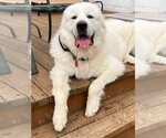 Small #2 Great Pyrenees