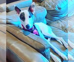 Small #2 Greyhound Mix