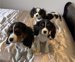 Cavalier King Charles Spaniel Puppy for sale in BATTLEFIELD, MO, USA