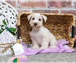 Small #11 Schnauzer (Miniature)