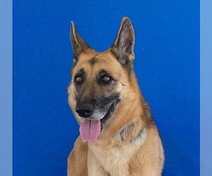 German Shepherd Dog Dogs for adoption in Pasadena, CA, USA