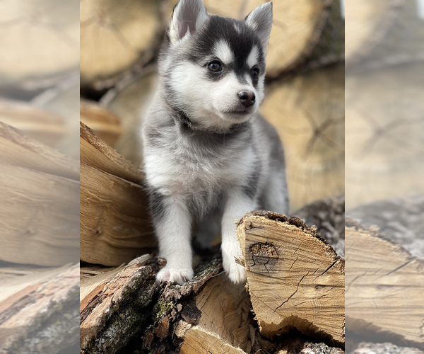 Medium Photo #18 Pomsky Puppy For Sale in STAPLES, MN, USA