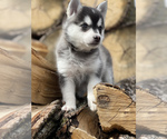 Small Photo #18 Pomsky Puppy For Sale in STAPLES, MN, USA
