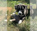 Small #2 Sheprador