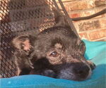 Small #2 Chihuahua