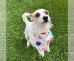 Small #2 Parson Russell Terrier Mix