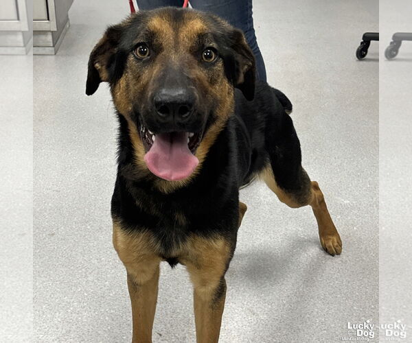 Medium Photo #3 Rottweiler-Unknown Mix Puppy For Sale in Washington, DC, USA