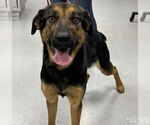 Small #2 Rottweiler Mix