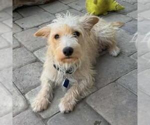Poodle (Miniature)-Unknown Mix Dogs for adoption in San Diego, CA, USA