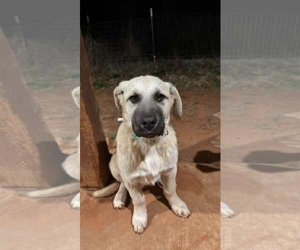 Medium Photo #1 Anatolian Shepherd-Great Pyrenees Mix Puppy For Sale in Higley, AZ, USA