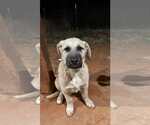 Small Anatolian Shepherd-Great Pyrenees Mix
