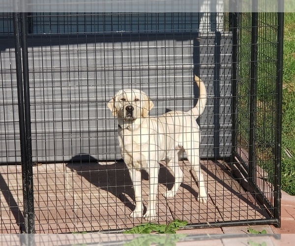 Medium Photo #1 Labrador Retriever Puppy For Sale in ADRIAN, MO, USA