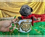 Small Photo #66 French Bulldog Puppy For Sale in HAYWARD, CA, USA