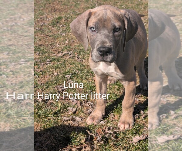 Medium Photo #1 Great Dane Puppy For Sale in ENGLISH, IN, USA